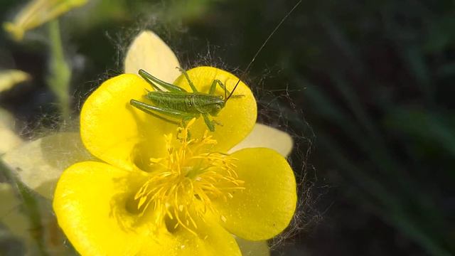 ГДЕ У КУЗНЕЧИКА УШИ? смотреть онлайн