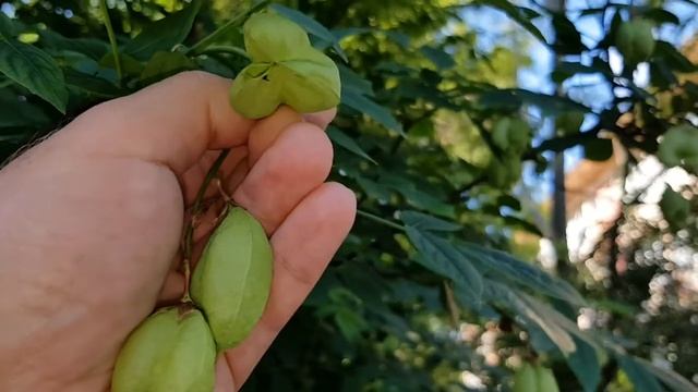 Сочи ! Клекачка ! смотреть онлайн