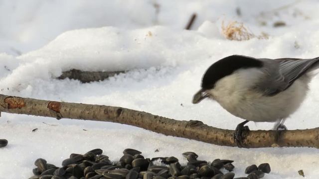 Синицы гаички зимой на кормушке, Tomtits and chickadees in winter смотреть онлайн