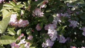 Розы Крылья ангелов.Бывают и такие розочки ,выращенные из семян.