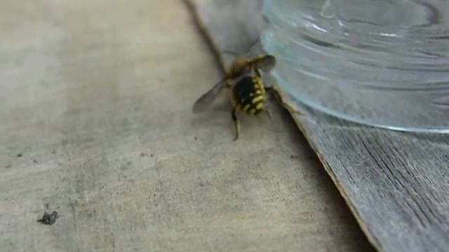 Anthidium manicatum смотреть онлайн