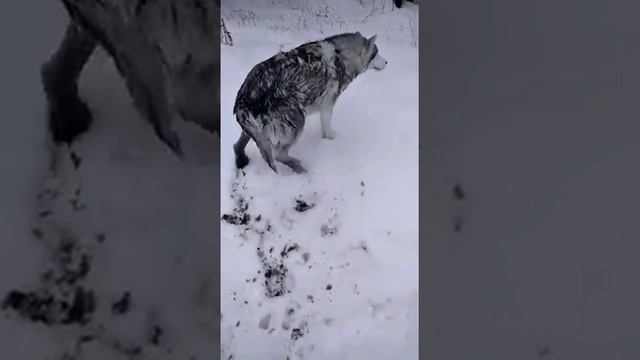СПАСЕНИЕ провалившейся под лед Хаски Россошь Черная Калитва 06.02.2022 смотреть онлайн