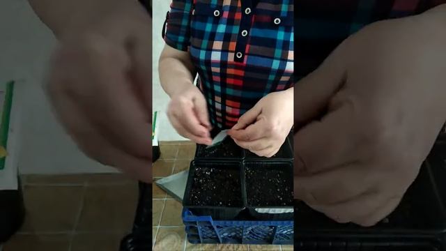 Лук через рассаду - из семени до луковицы за один сезон смотреть онлайн