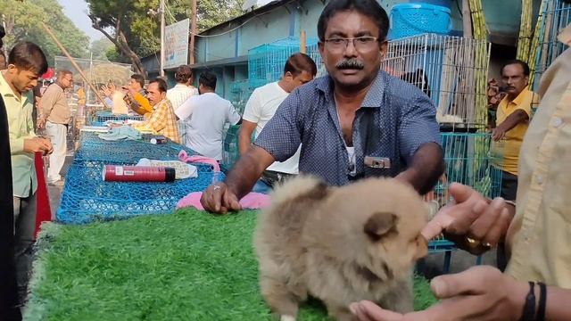 November 3, 2023Galiff Street Pet Market Kolkata | Dog Puppy Price Update | Dog | dog market смотреть онлайн