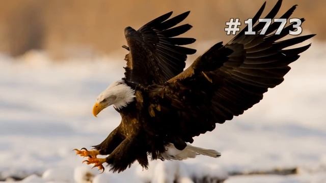 #1773. Птицы - хищники (В мире животных) смотреть онлайн