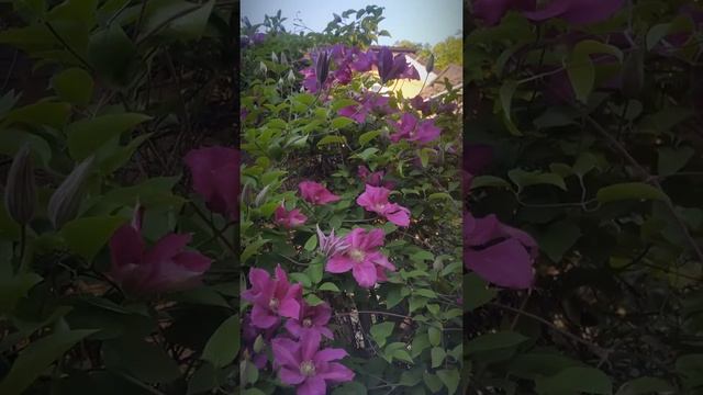 Клематис в моем саду. #Shorts смотреть онлайн