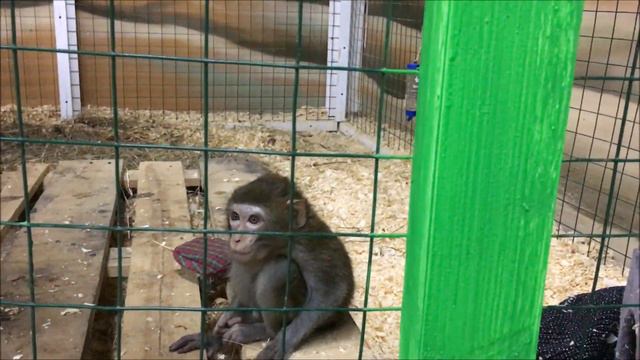 Контактный зоопарк Смотрим животных в контактном зоопарке Террариум смотреть онлайн