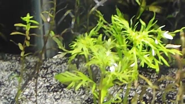 32g Planted Tank смотреть онлайн