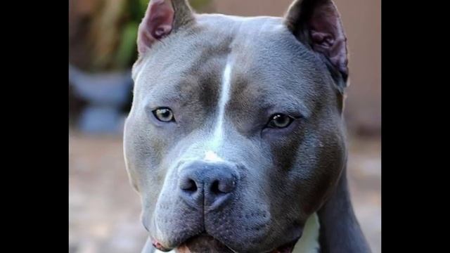 Стафы,Питы,(Staff,Pitbull)подборка под правильную музыку смотреть онлайн