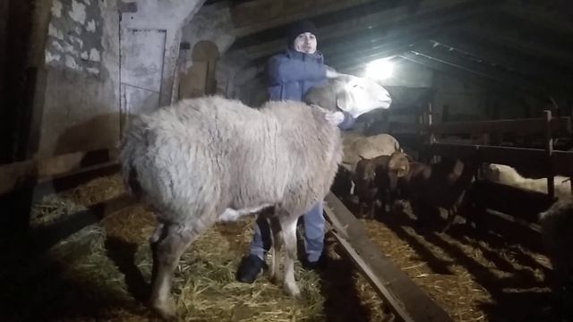 Слон 2 года высота в холке 103 см.пастбищные условие! смотреть онлайн