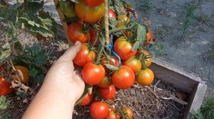 Стоит ли сажать томаты F1? Мое мнение о них.