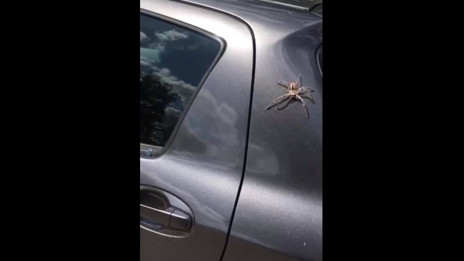 Убийственная австралийская фауна смотреть онлайн