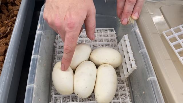 How to incubate Ball Python eggs. смотреть онлайн