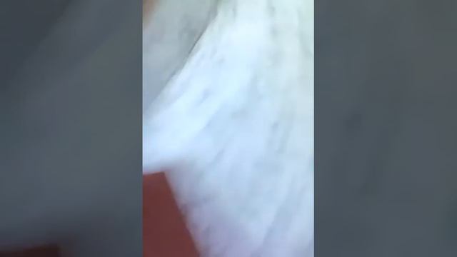 Денис Женя Фокси смотреть онлайн