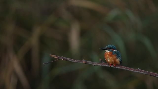 Wildlifephotography | Photohide tragopan | Kingfisher | Canon EOS R6 & R | Canon 4002.8 mark II смотреть онлайн