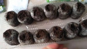 Лаванда.Посев в торфяные таблетки.