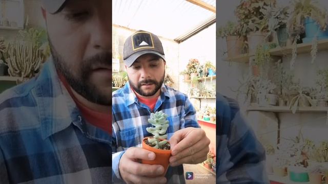 segundo tour por mi jardín. #video3 espero les guste amigos. conociendo más sobre plantas 🙅♂️☘️🌵 смотреть онлайн