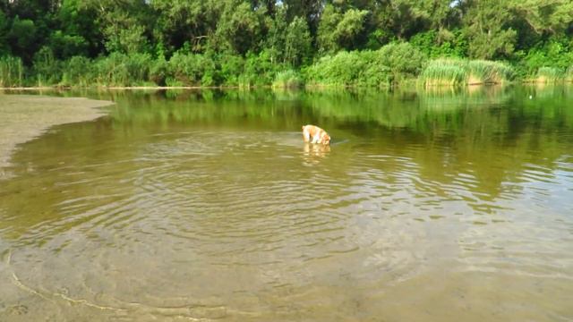 Дана несет мячик на речке смотреть онлайн