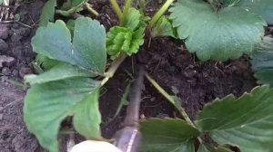 Муравьи на клубнике. Как избавиться от них?