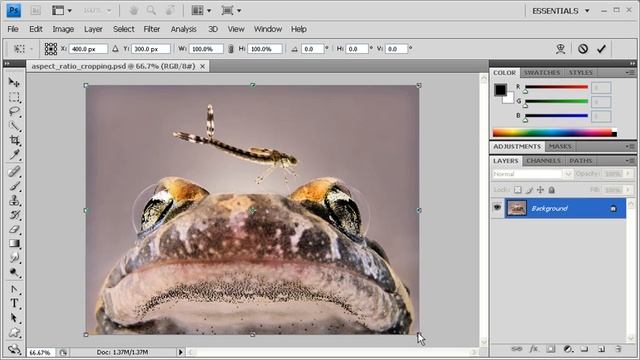 3.5 Maintaining the Same Width to Height Ratio when Cropping: Adobe Photoshop CS4 Video смотреть онлайн