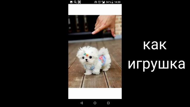Собачки смотреть онлайн