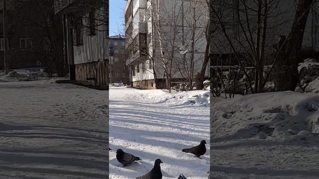 В МИРЕ ЖИВОТНЫХ-ПЁСТРАЯ ГОЛУБКА! смотреть онлайн