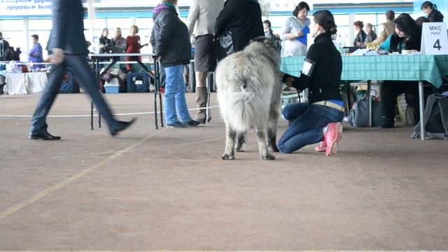 Енисейский Медведь Князь Сибирский (30.03.2015) смотреть онлайн
