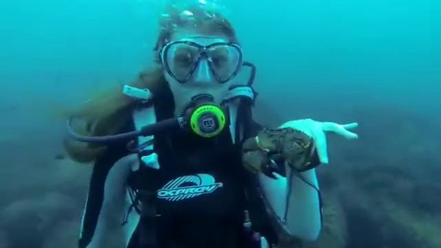 Дайвинг Крым Ялта. Морские обитатели. Дайвинг центр Морской кот смотреть онлайн