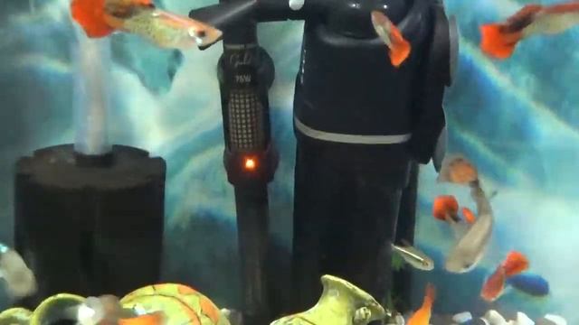 Гуппи Гибридизация и разведение смотреть онлайн