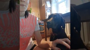Курцхаар пристает