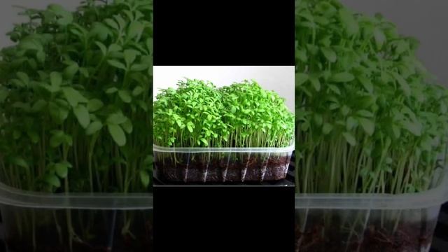 Полезные свойства кресс-салата ( клоповник посевной). Если вам  понравилось подписываемся на канал