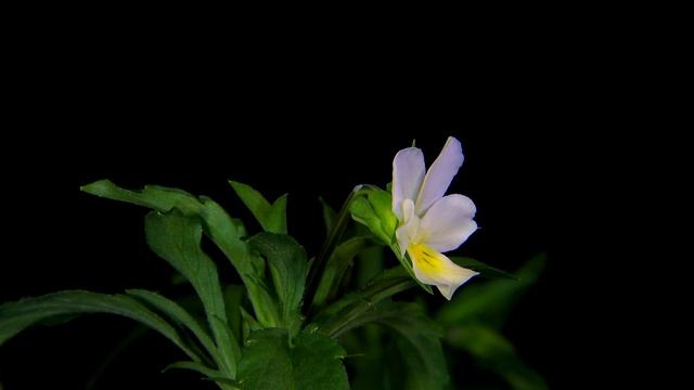 Viola Arvensis, Acker Stiefmütterchen, Änderung Der Blütenfarbe, 4K, Time Lapse, Trilingual