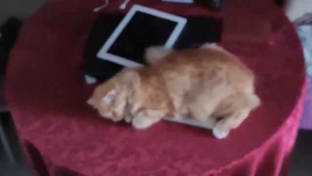 Котенок Лёва готовится к зимней спячке / Lev's kitten is preparing for winter hibernation смотреть онлайн