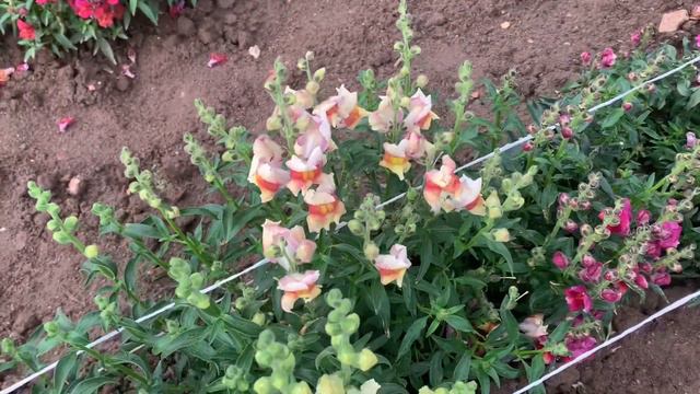 Кусючий дракон? Не цветочек - просто лев, а по-русски… смотреть онлайн