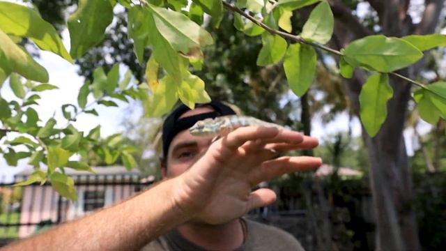 RIP GREEN TREE PYTHON ! WHAT HAPPENED ?! (SAD) смотреть онлайн