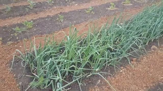 Методы борьбы с травой на дорожках в огороде смотреть онлайн