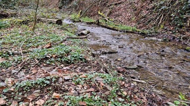 Приятное журчание ручья и пение птиц для успокоения нервов - Релаксация - Звуки природы. смотреть онлайн