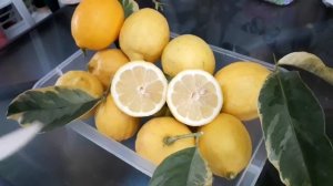 Лимон вариегатный