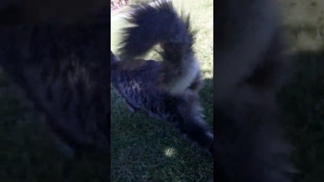 Котик появился у нас на даче смотреть онлайн