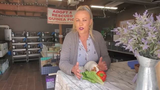 What to Do When Your Guinea Pig is Sneezing? смотреть онлайн