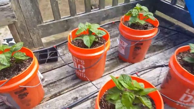 Carolina Reaper pepper growing 2017 #2 смотреть онлайн