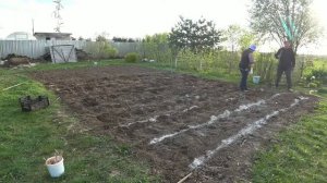 Сажаем картошку правильно