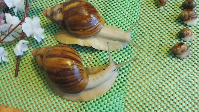 РАЗНООБРАЗИЕ ЦВЕТОВ НОГИ У СУТУРАЛИСОВ И ОВУМОВ ( ПИТОМНИК "МАРИ МИСТИК" ) смотреть онлайн