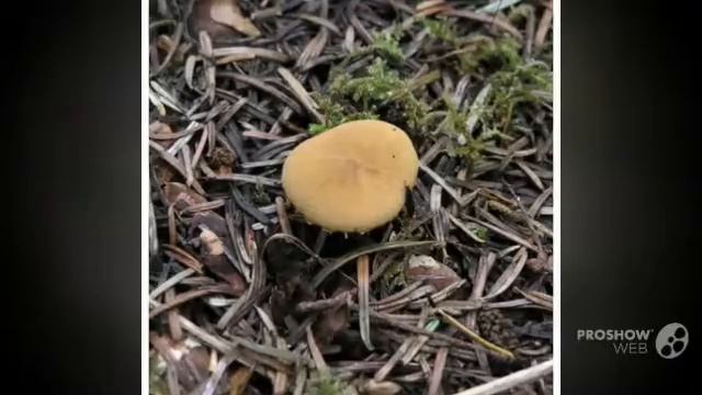 Cystoderma - fungi kingdom смотреть онлайн