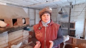 как отличить старую курицу от молодой