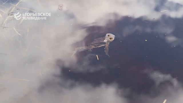 АКЦИЯ ВОДА РОССИИ смотреть онлайн