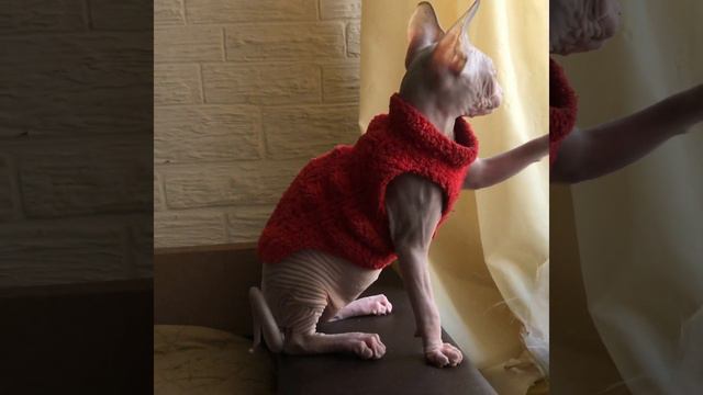 Занавески-наше Всё😂 Любимые забавы Сфинксов🐈 смотреть онлайн