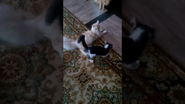 Мейнкун ТВ: Утренние игры 2 смотреть онлайн