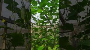 Огурцы в тени - "Подмосковные вечера", "Марьина роща", "Кураж". свекла в теневом парнике с огурцами