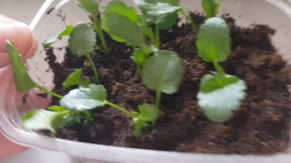 Ампельная виола Cool Wave/Черенкование ампельной виолы